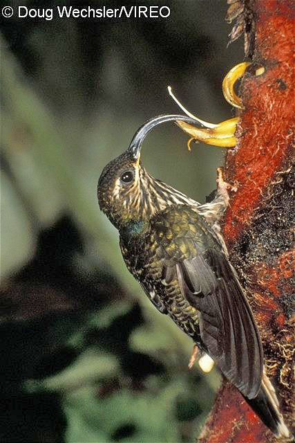 Buff-tailed Sicklebill w02-11-020.jpg